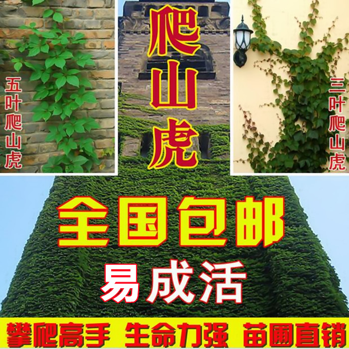 爬山虎树苗爬藤植物五叶三叶地锦大苗庭院攀援盆栽红叶爬墙虎花卉 - 图0