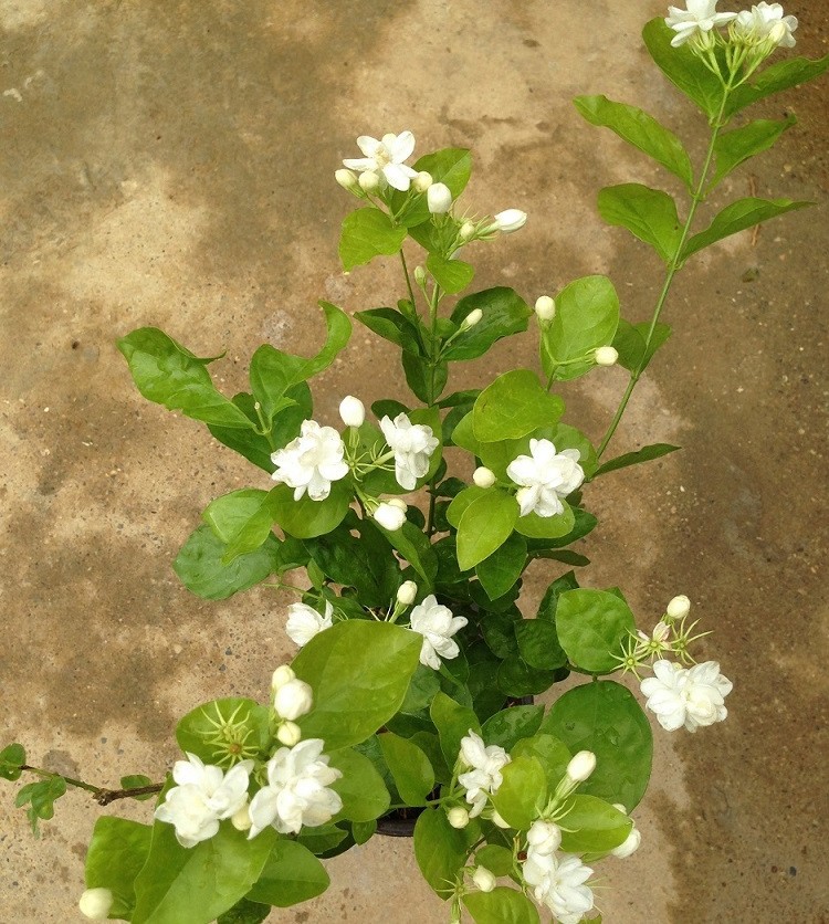 白茉莉花苗室内阳台盆栽绿植花卉四季开花双色茉莉花卉-图3