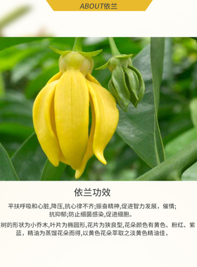 依兰花高纯度情趣愉悦植物精油