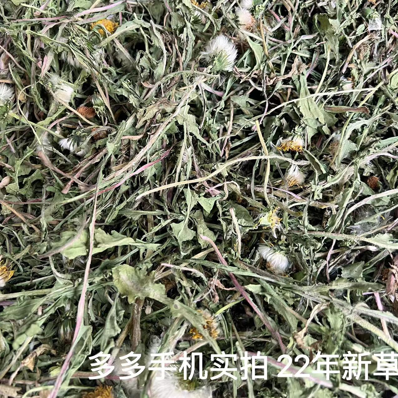 会员有折扣龙猫兔子豚鼠蒲公英草清火利尿小动物辅草-图0