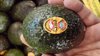 Freshly imported SF avocados from more than 8 places with free shipping