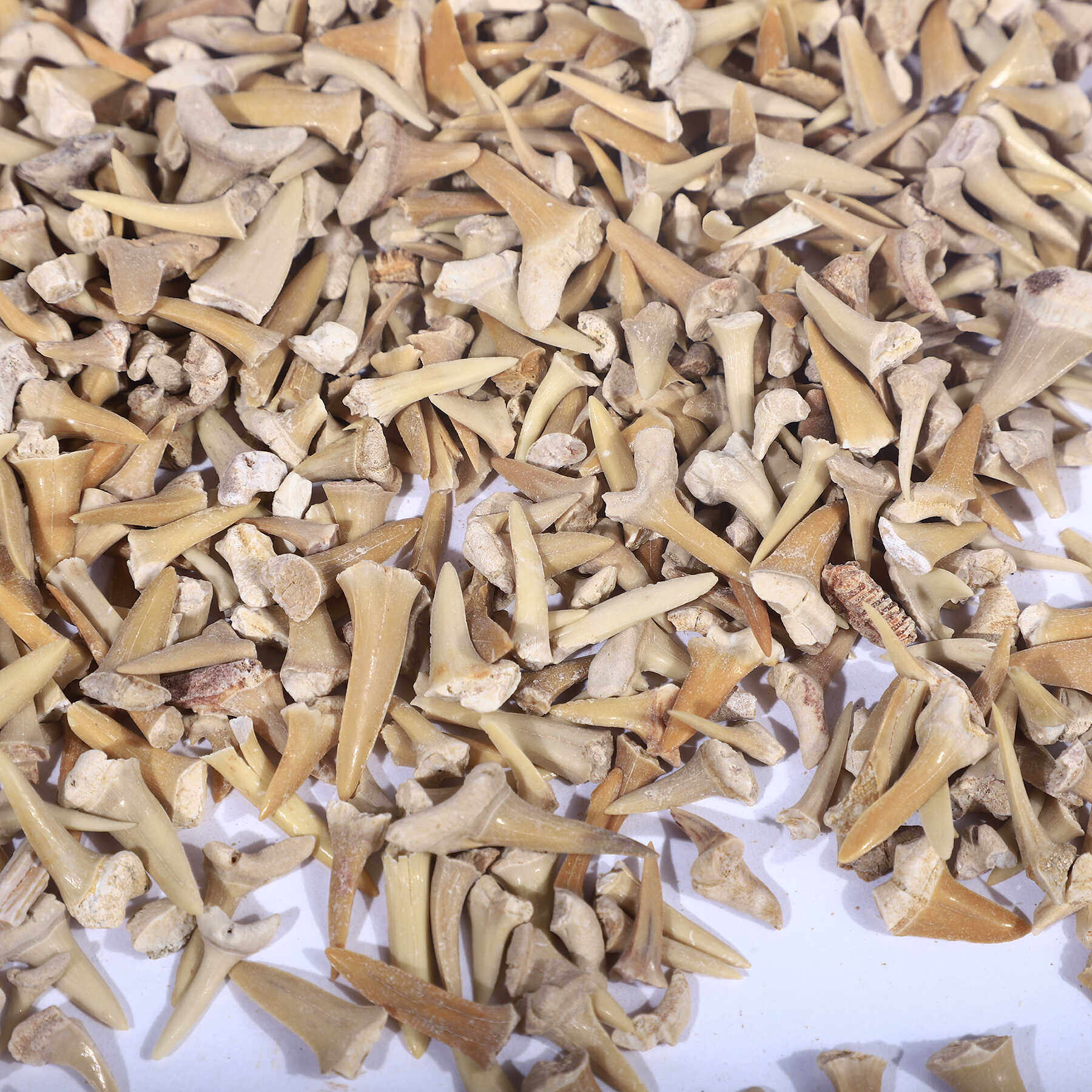 天然摩洛哥锥齿鲨鱼牙齿化石原石头儿童地质科普教学标本收藏摆件,淘宝优惠券,粉丝福利购,淘宝优惠卷