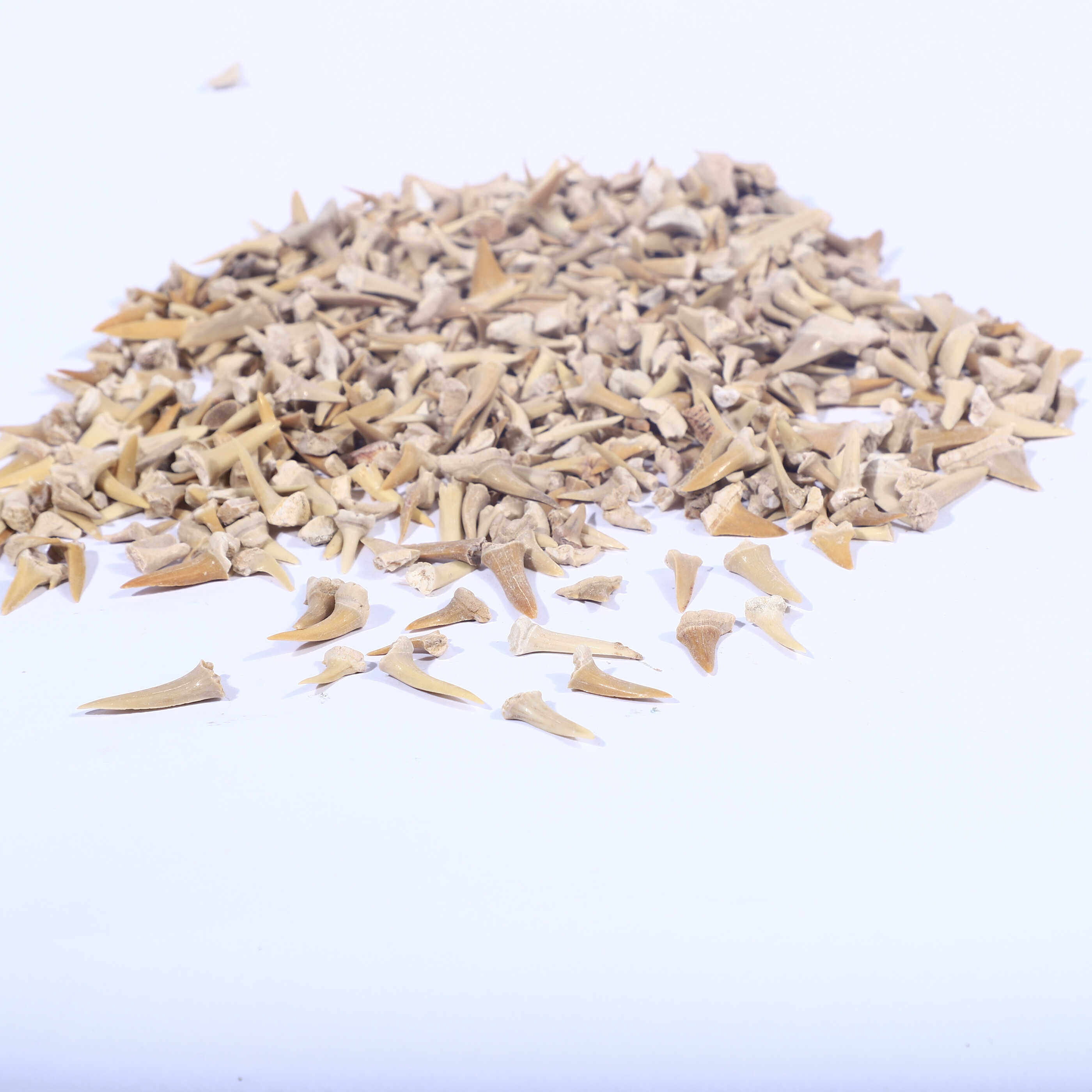 天然摩洛哥锥齿鲨鱼牙齿化石原石头儿童地质科普教学标本收藏摆件,淘宝优惠券,粉丝福利购,淘宝优惠卷