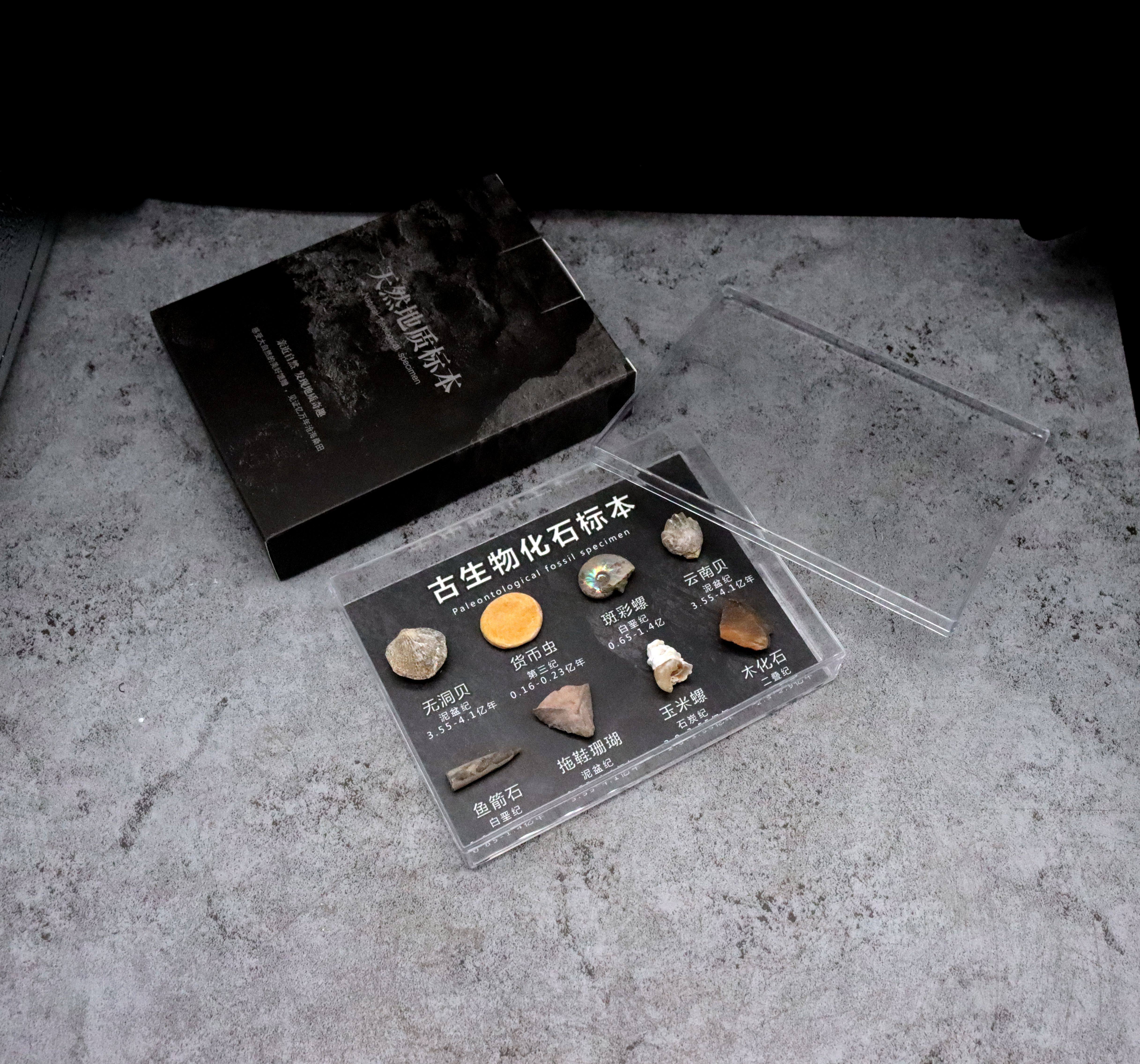 天然化石矿石陨石牙齿植物狼鳍鱼昆虫古生物化石科普教学标本摆件,淘宝优惠券,粉丝福利购,淘宝优惠卷
