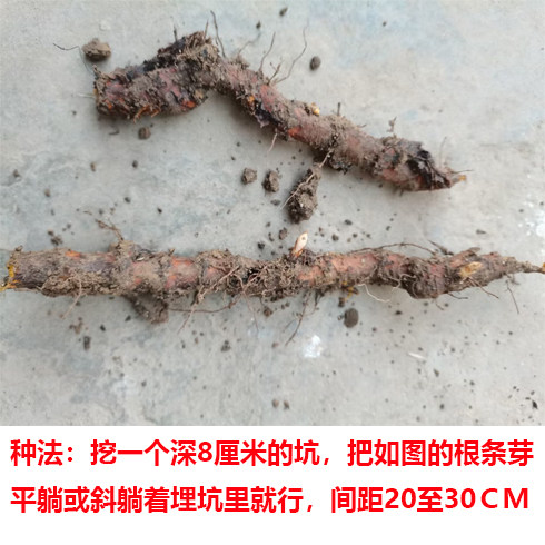 带根虎杖种苗鲜新花斑竹酸筒杆竹酸桶笋酸汤梗可食用带苞芽种苗 - 图2