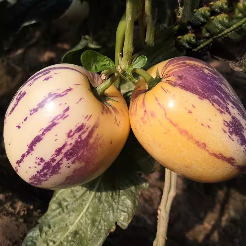 沙漠人参果甘肃民勤黄肉应季新鲜人生果低糖孕妇水果