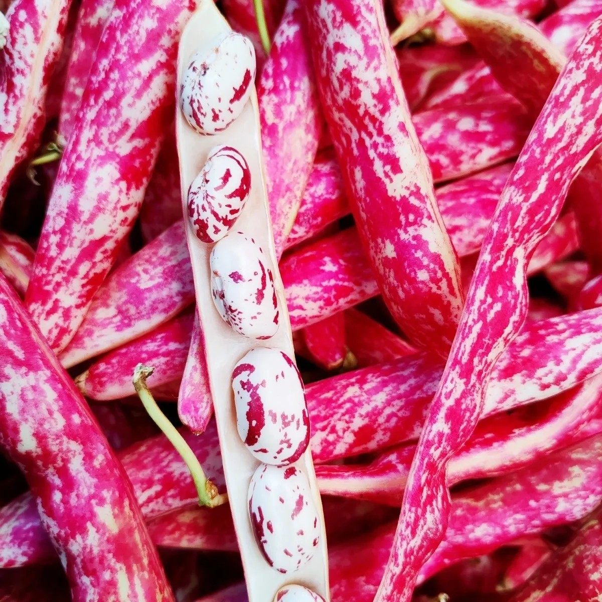 （顺丰）云南特产花生豆雀蛋豆新鲜奶芸豆带壳新鲜采摘新鲜蔬菜,淘宝优惠券,粉丝福利购,淘宝优惠卷