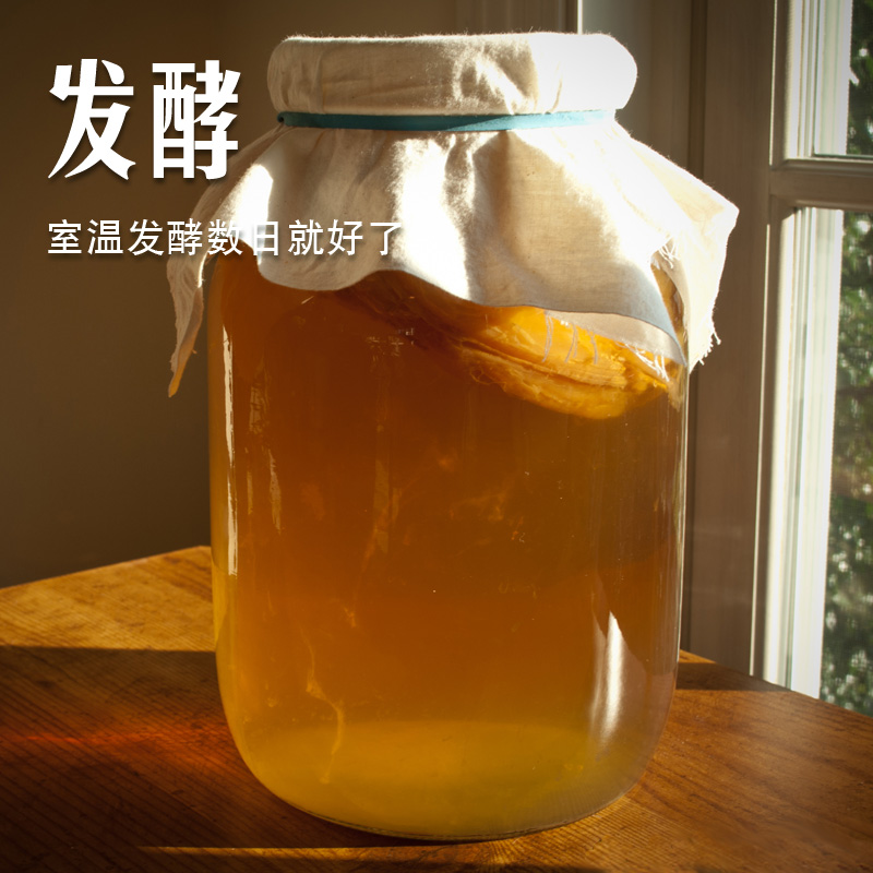 红茶菌正宗菌种胃宝海宝醋蛾子自酿醋饮料kombucha康普茶 - 图1