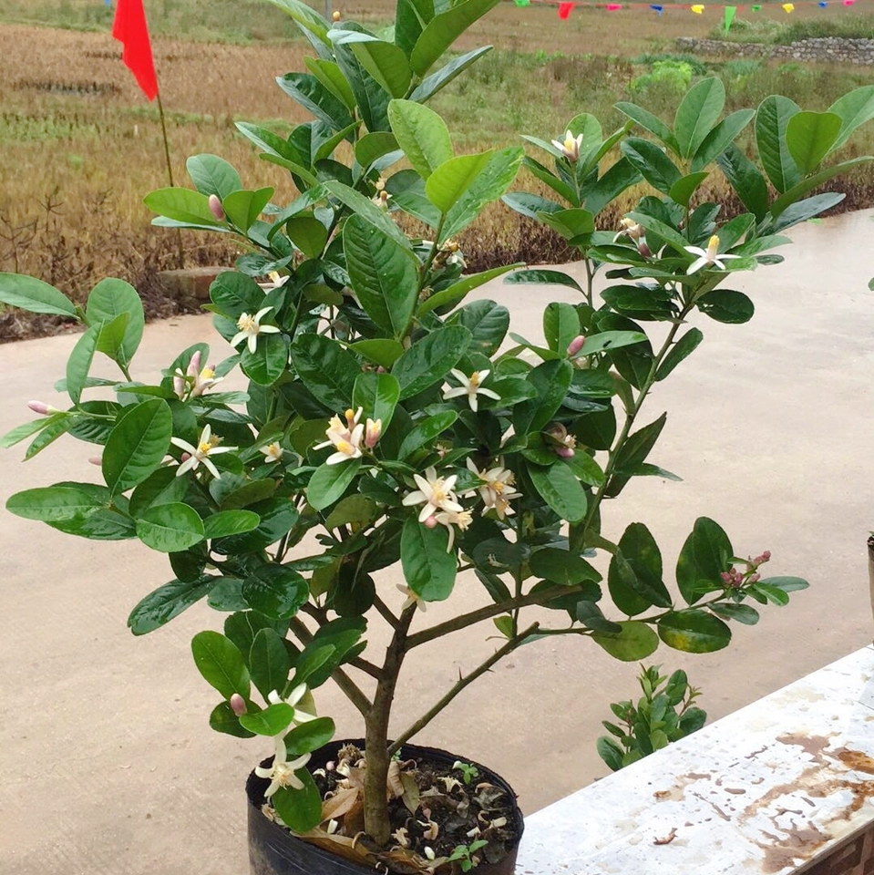 柠檬树苗四季开花结果香水柠檬树盆栽室内阳台地栽尤力克柠檬树苗 - 图1