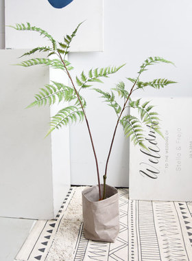 仿真蕨类植物高颜值树木