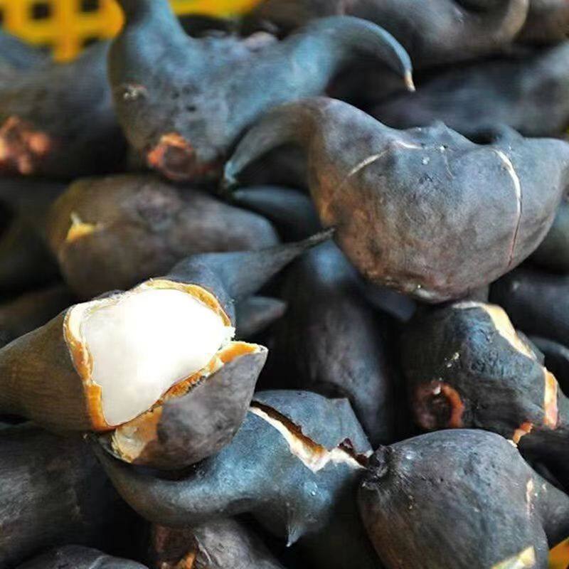 新鲜老菱角湖北特产粉糯零食棱角脱皮老棱角生菱角多规格,淘宝优惠券,粉丝福利购,淘宝优惠卷