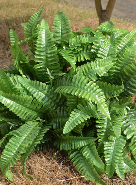 5支包邮仿真波斯草室植物墙阳台