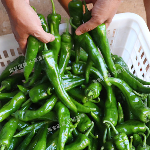 辣妹子鲜辣椒5斤青椒特辣腌辣椒朝天椒剁椒小米蔬菜农家自种蘸酱3 - 图3