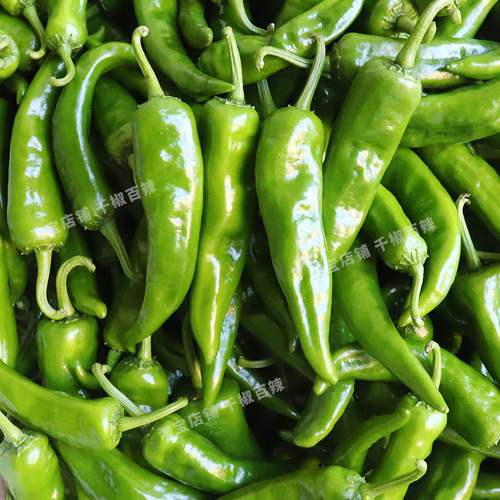 辣妹子鲜辣椒5斤青椒特辣腌辣椒朝天椒剁椒小米蔬菜农家自种蘸酱3 - 图0
