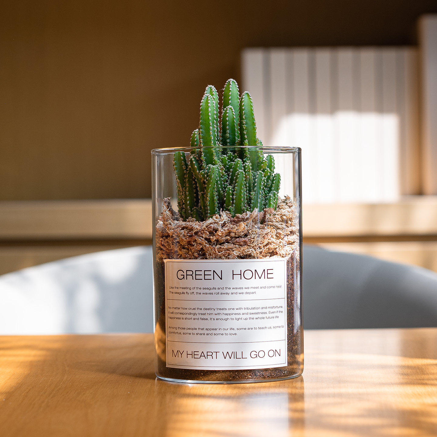 Mofacoco仙人掌万重山多肉绿植物桌面办公室内仙人球阳台耐旱好养,淘宝优惠券,粉丝福利购,淘宝优惠卷