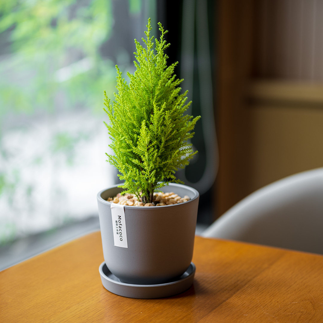 mofacoco香松盆栽北欧风绿植物礼金冠柏圣诞树办公桌面好养活,淘宝优惠券,粉丝福利购,淘宝优惠卷