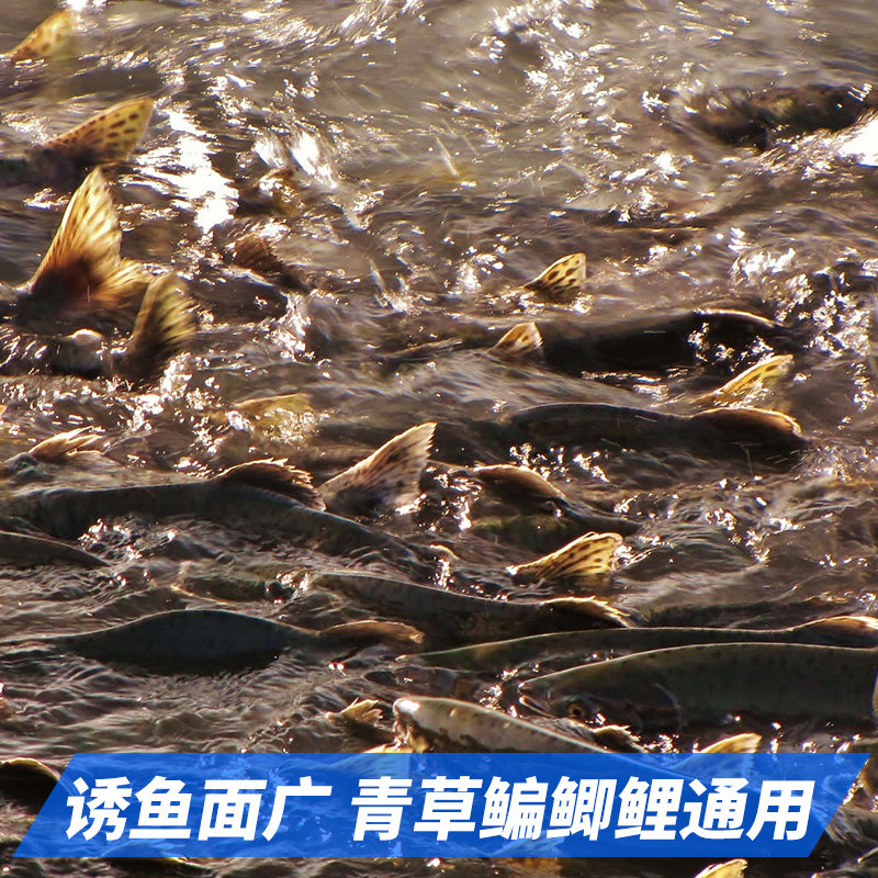 钓鱼王鱼饵饵料配方打窝料人工合成麝香底窝鲫鱼鲤钓饵野钓鱼饵,淘宝优惠券,粉丝福利购,淘宝优惠卷