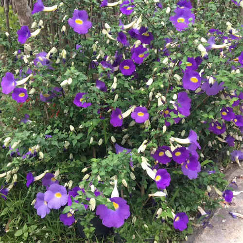 硬枝老鸭花 鸭嘴花阳台庭院盆栽蓝吊钟 月亮仙子四季开花蓝色花卉 - 图0