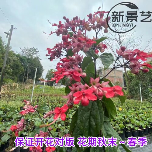 红色九龙吐珠 阳台盆栽红萼龙吐珠 麒麟龙吐珠攀援爬藤红龙吐珠花 - 图1