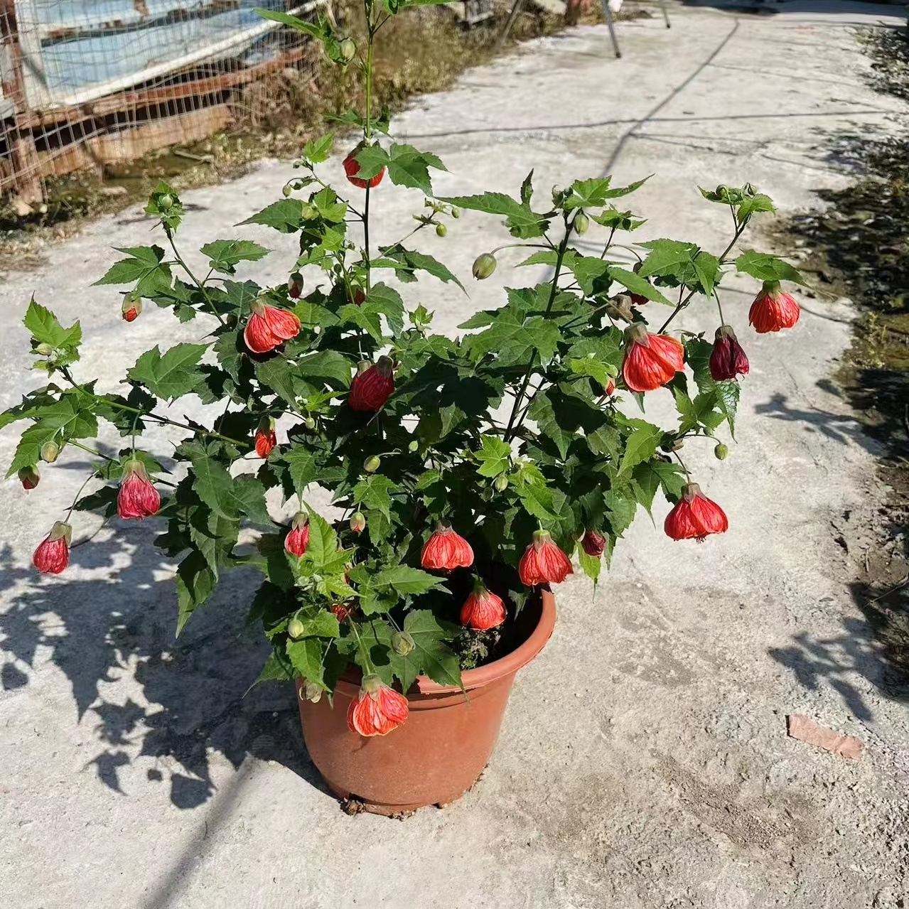 带花灯笼花四季开花 阳台盆栽灯笼花纹瓣悬铃花 风铃花木本灯笼花