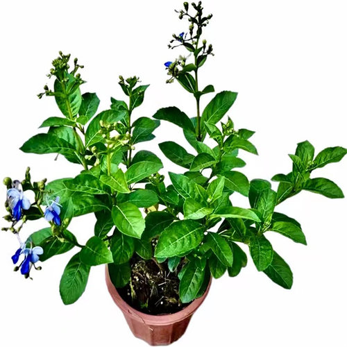 蓝蝴蝶花四季喜阳耐热花卉阳台庭院盆栽蓝蝴蝶紫蝴蝶花似蝴蝶飞舞 - 图3