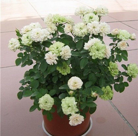 微型月季花 绿冰月季花 多花玫瑰 阳台丰花多头微月四季开花,淘宝优惠券,粉丝福利购,淘宝优惠卷
