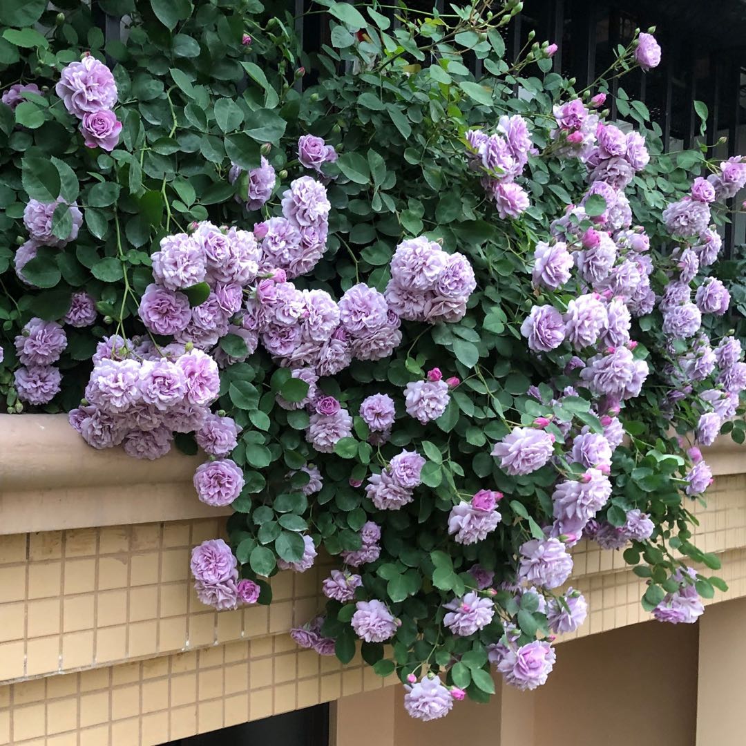 蓝色阴雨 阳台庭院天台种植月季多季节开花花园盆栽