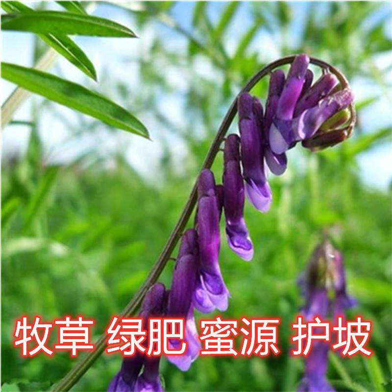 光叶紫花苕种子毛苕子种子果园绿肥种籽牧草草籽蜜源植物 - 图0