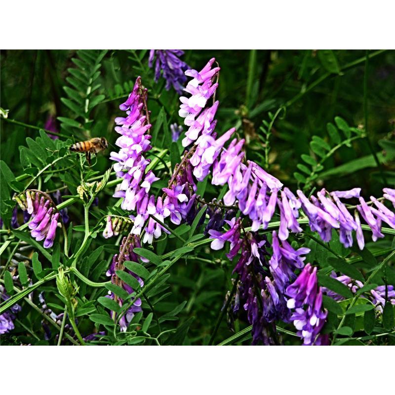 光叶紫花苕种子毛苕子种子果园绿肥种籽养蜂蜜源植物牧草草籽包邮 - 图1