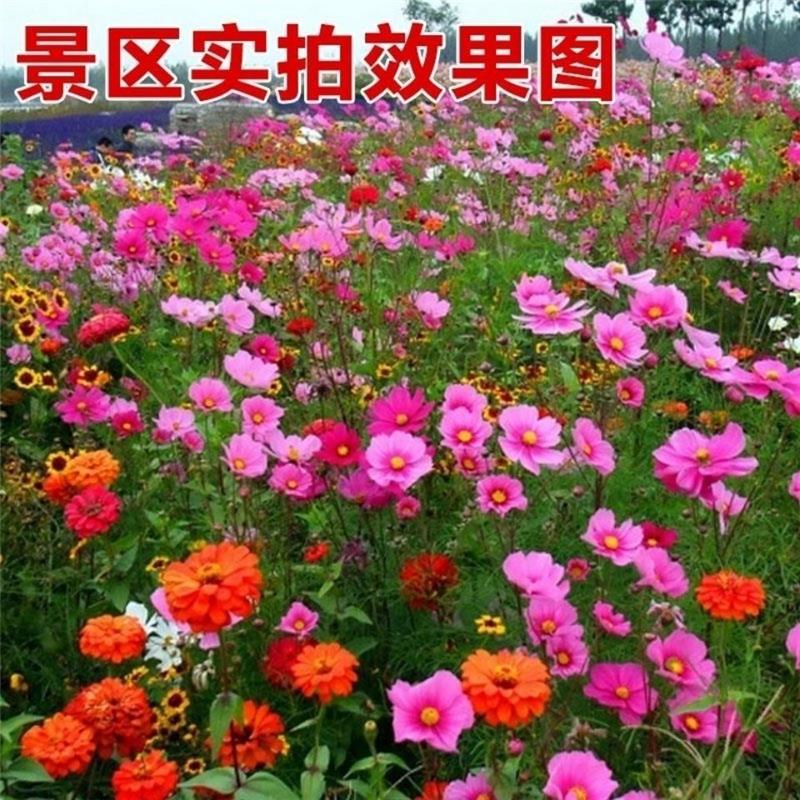 野花组合四季开花植物耐寒花种易活多年生花卉室外庭院好养的花籽 - 图3