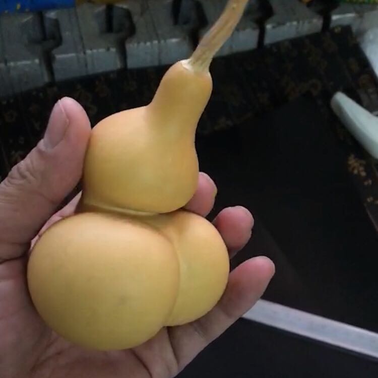 本店葫芦种子齐全 勒扎可以手捻也可以做酒葫芦等 金蟾葫芦种子籽 本店葫芦种子齐全 勒扎可以手捻也可以做酒葫芦等 金蟾葫芦种子籽