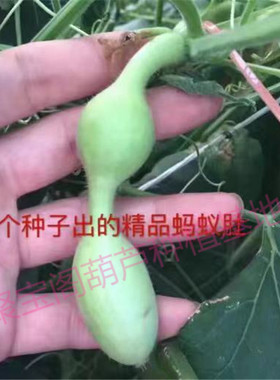 小蚂蚁肚葫芦种子小三挺小八宝籽