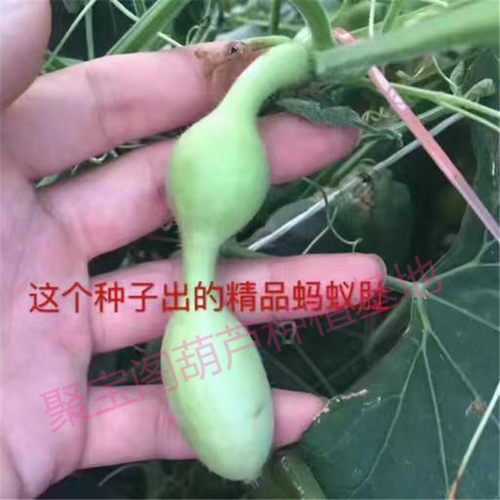 蚂蚁肚葫芦种盆栽小蚂蚁小三挺庭亭宫廷八宝手捻文玩巨型超大子籽 - 图1