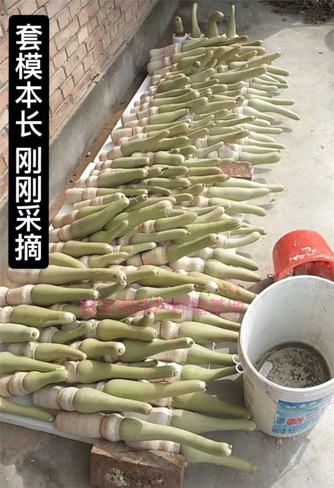 套模虫具葫芦种套膜为素模棒子鸡心字模花模本长超大特小八宝子籽 - 图3