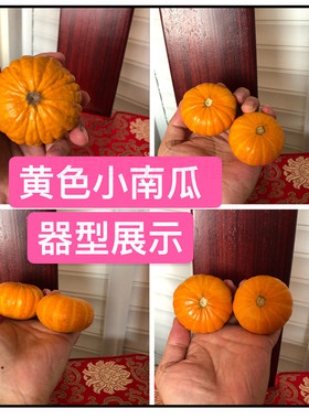 小南瓜葫芦种子特小文玩葫芦籽