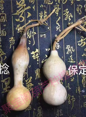 大小八宝盆栽保定手捻葫芦种子籽