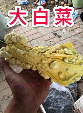 白菜葫芦种子籽小文玩手捻盆栽