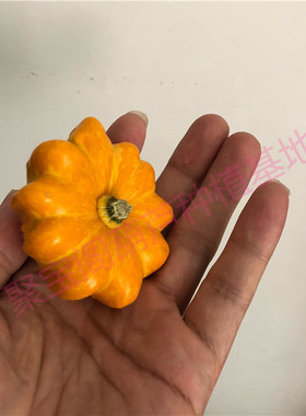 莲花小陀螺葫芦种子籽特小八宝