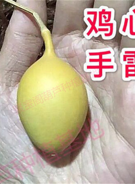 巨型特小文玩手捻手雷葫芦种子籽