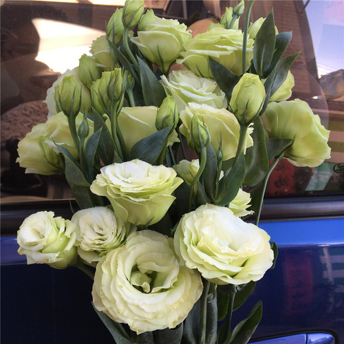 香槟色洋桔梗水养鲜花云南昆明基地直发同城速递百合玫瑰泡泡 - 图2