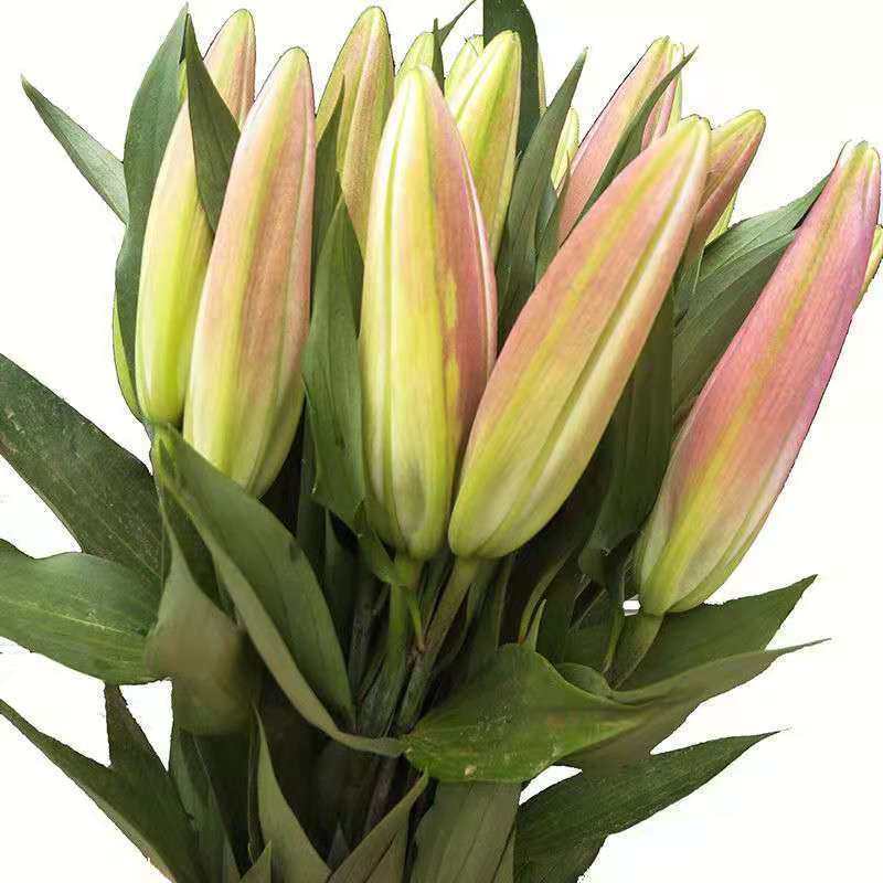 红美人香水百合鲜花云南基地直发水养家庭插花多头玫瑰包邮情人节,淘宝优惠券,粉丝福利购,淘宝优惠卷