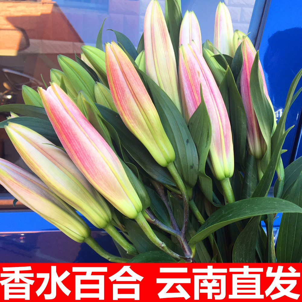 重瓣香水百合鲜切花花束云南基地直发水养家庭插花包邮元旦节,淘宝优惠券,粉丝福利购,淘宝优惠卷