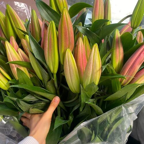 香水百合鲜花云南基地直发水养家庭插花多头玫瑰节包邮七夕情人节 - 图0