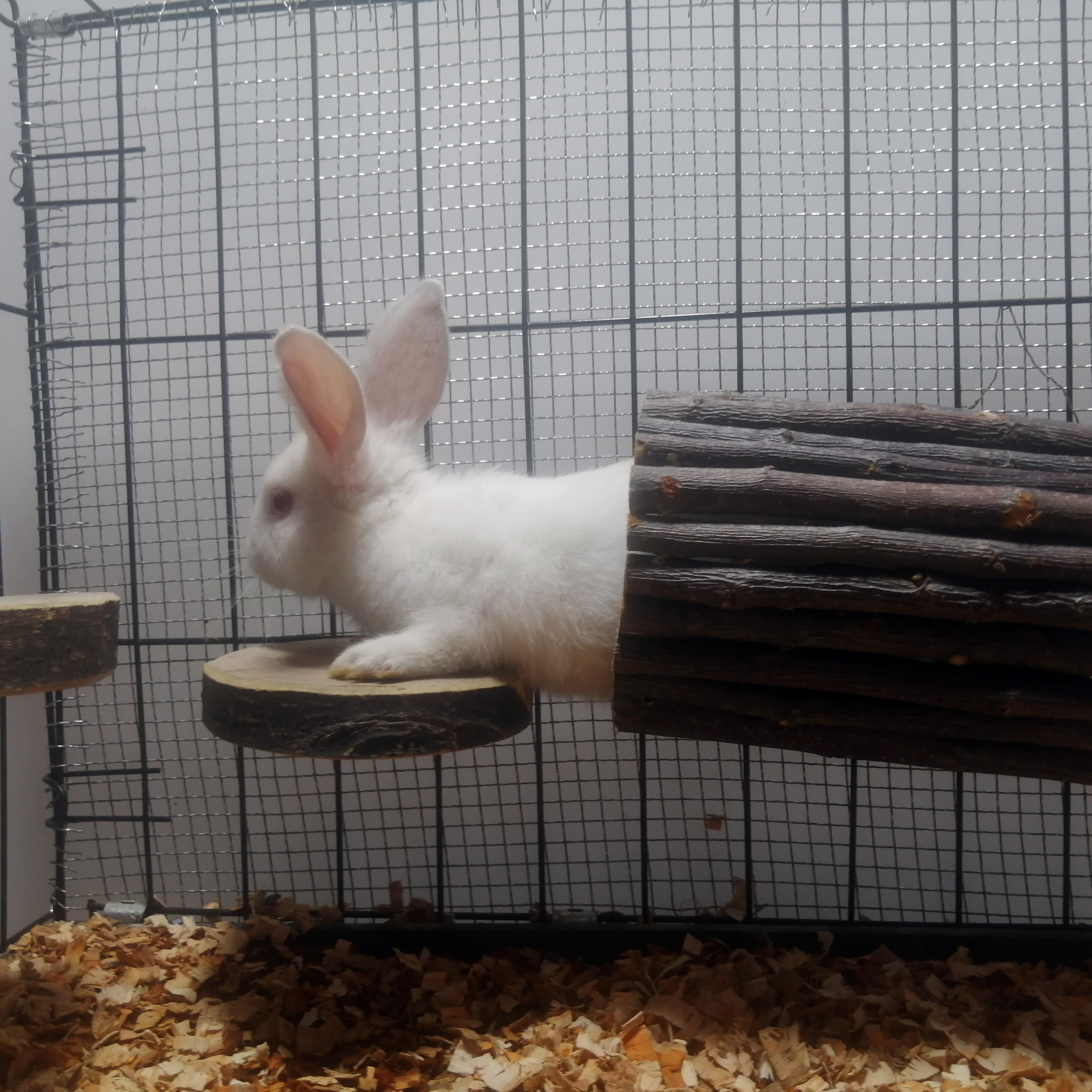 苹果木宠物隧道仓鼠龙猫躲避洞子金丝熊磨牙兔子豚鼠跑道玩具用品,淘宝优惠券,粉丝福利购,淘宝优惠卷