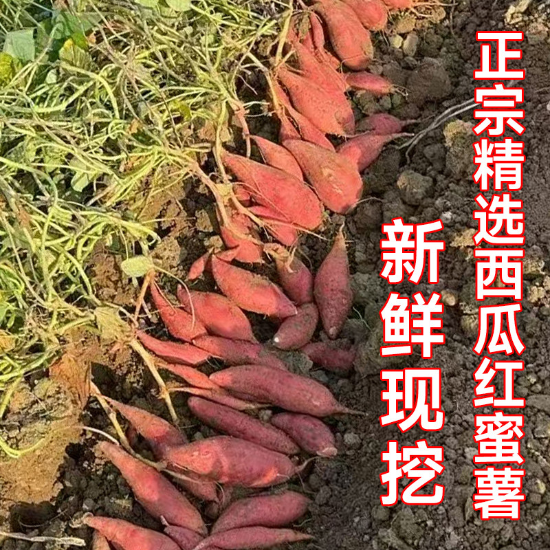 新鲜红薯正宗西瓜红密薯烤红薯红心番薯农家沙地自种番薯香甜软糯