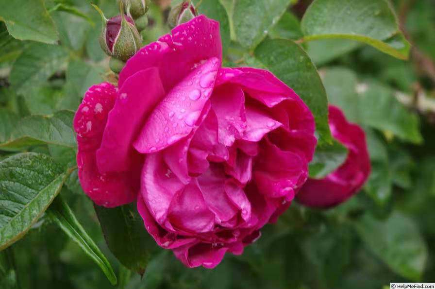 古老月季合集2 - 图2