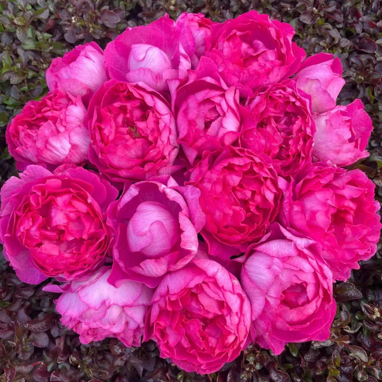 夏季根接清场1 蜻蜓 幻紫 羽毛 天方夜谭等2棵包邮包对版阳台盆栽,淘宝优惠券,粉丝福利购,淘宝优惠卷