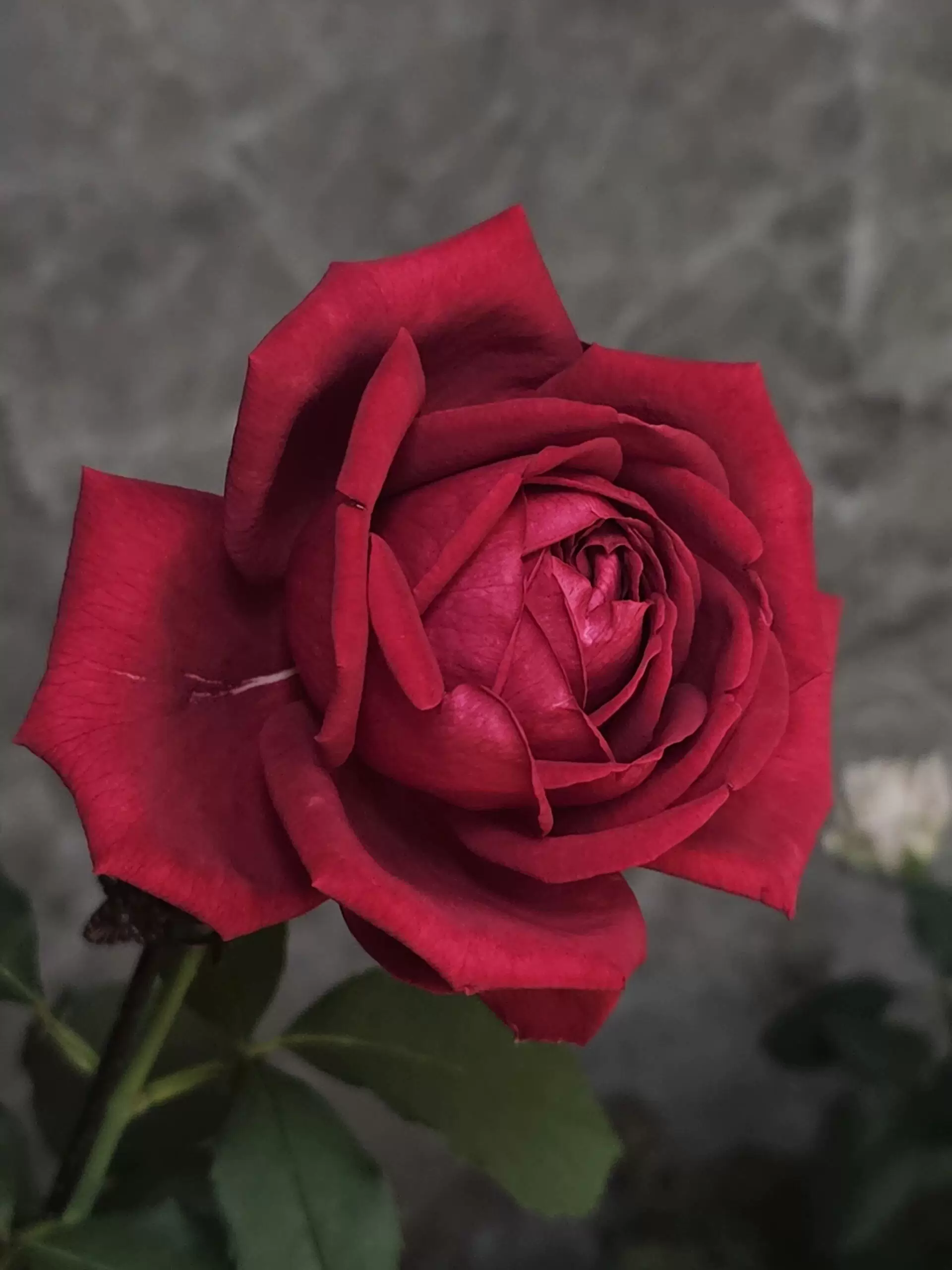 夏季根接清场2 朱丽叶 阳光笑容天鹅古董等2棵包邮包对版阳台盆栽,淘宝优惠券,粉丝福利购,淘宝优惠卷