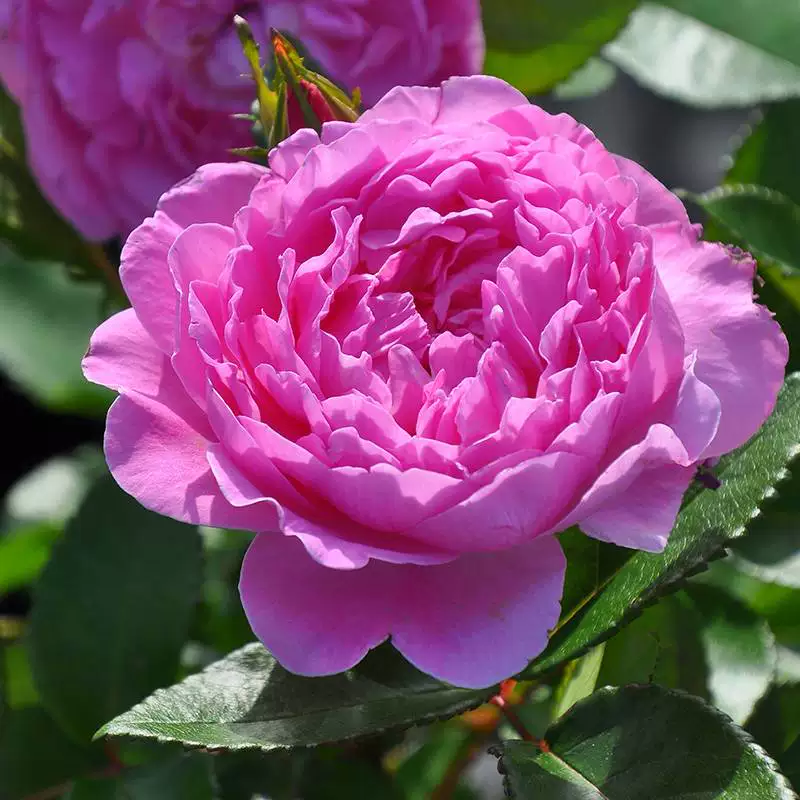 夏季根接清场2 朱丽叶 阳光笑容天鹅古董等2棵包邮包对版阳台盆栽,淘宝优惠券,粉丝福利购,淘宝优惠卷