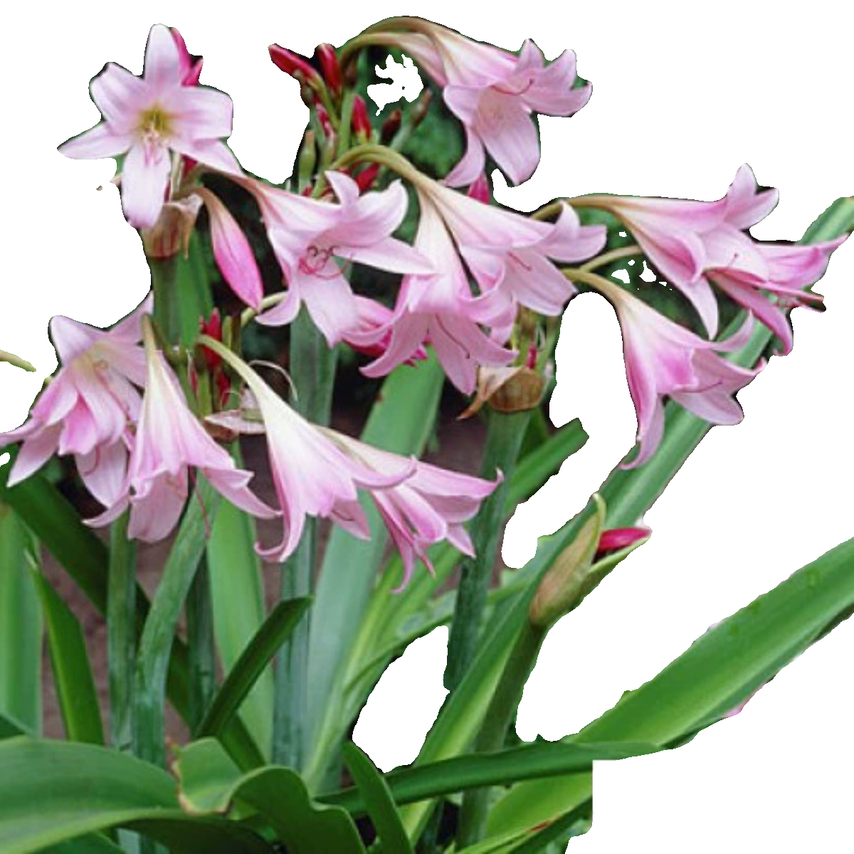 【现货】荷兰进口香殊兰文殊伞种球Crinum powelli 花有香味 - 图0